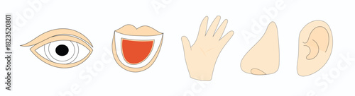 Human senses line art illustration, ear nose mouth hand and eye symbols, sensory perception concept, minimalist anatomical drawing design,vector illustration.