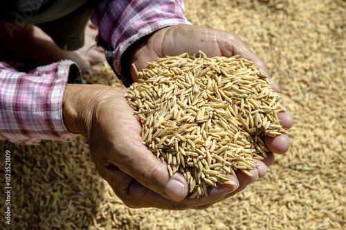 Farmer hands holding fresh rice grains on a drying field, Paddy Rice, Unhusked Rice, Close-up, Symbolizing agriculture, harvest, and natural farm produce