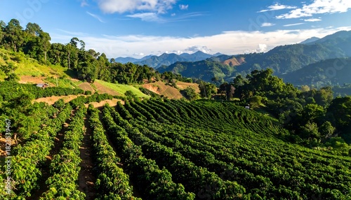 Wallpaper Mural Lush green coffee plantation on a hillside, under a bright blue sky with a few clouds Torontodigital.ca