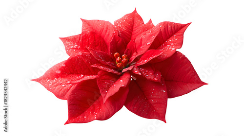 Red Poinsettia with Water Droplets