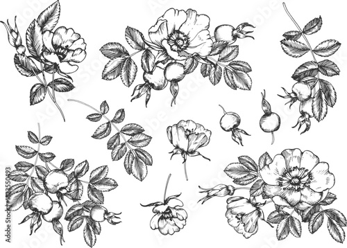 Rosehip set of hand-drawn ink vector illustrations. Flowers, berries, leaves, and buds. Elements for packaging and label design for tea and cosmetics.