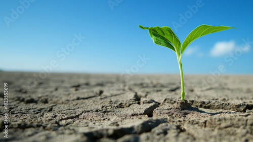Tenacious Seedlings Break Through Arid Soil Against a Blue Sky – Embodying Unyielding Spirit.