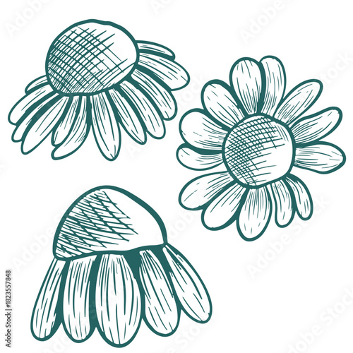 Vector illustration of a chamomile. Hand-drawn line art in transformative teal. The design is inspired by herbal engravings. Botanical sketch of chamomile flowers from different angles.