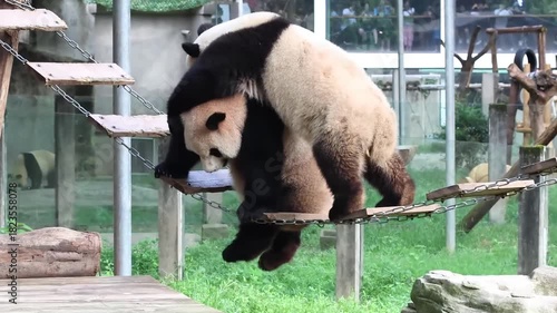 Pandas are playing fighting on the swinig ladder, Chongqing, China