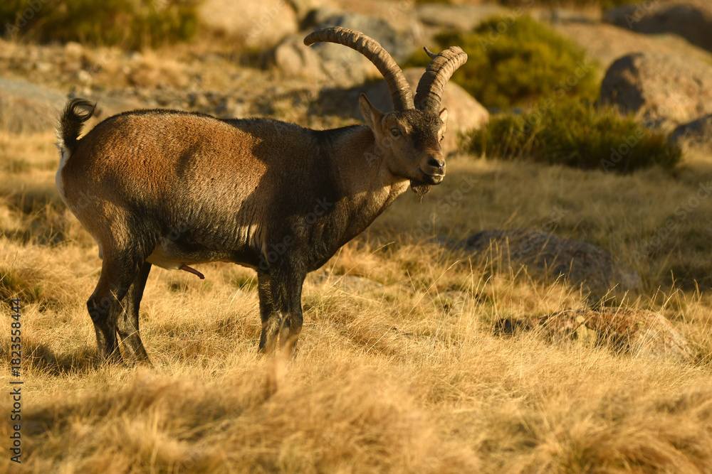 Fototapeta premium monteses en la sierra de gredos