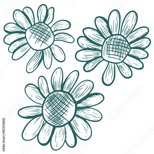 Vector illustration of daisies with open petals. Hand-drawn line art in transformative teal. The design is in the style of herbal engraving. Botanical sketch of open daisy flowers.