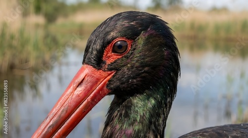 Black stork (Ciconia nigra) in natural habitat