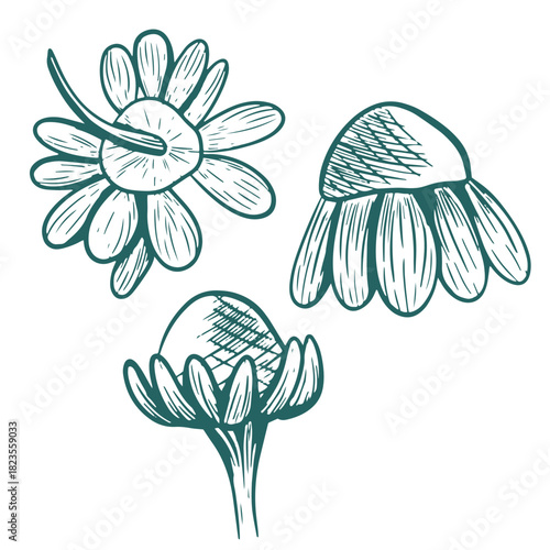 Vector illustration of a chamomile from different angles. Hand-drawn linear icon set in transformative teal. Botanical sketch of chamomile flowers for backgrounds, packaging, and prints.