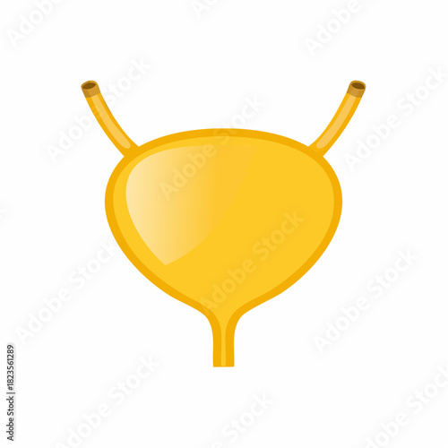 Yellow bladder organ medical illustration with tubes and a smooth gradient.