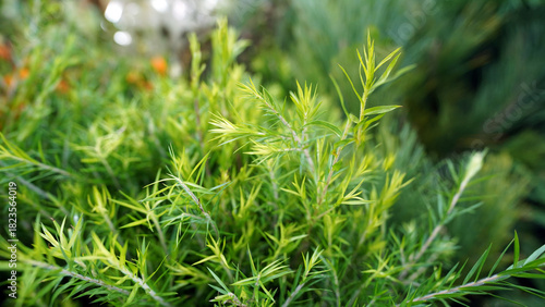 Fresh Melaleuca alternifolia leaves, source of antibacterial tea tree essential oil