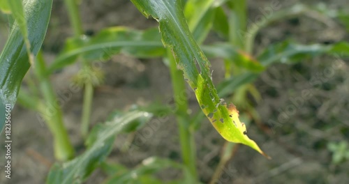Corn leaf damaged by leaf borer insects, showing visible holes and feeding marks.Close-up of corn leaf damaged by pests, showing irregular chewing marks and brown edges from leaf borer activity.
