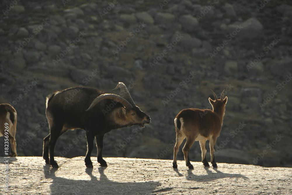Fototapeta premium cabra montes en la sierra de Gredos en otoño