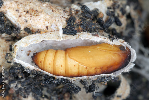 Fotografie Galleria mellonella, the greater wax moth or honeycomb moth, is a moth of the family Pyralidae