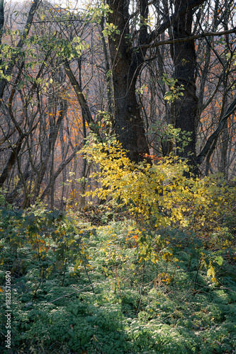 福島県_安達太良山の紅葉