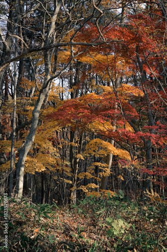 福島県_安達太良山の紅葉