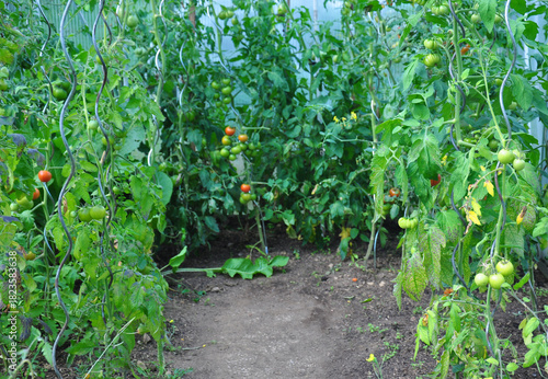 Tomatenpflanzen im Gewächshaus