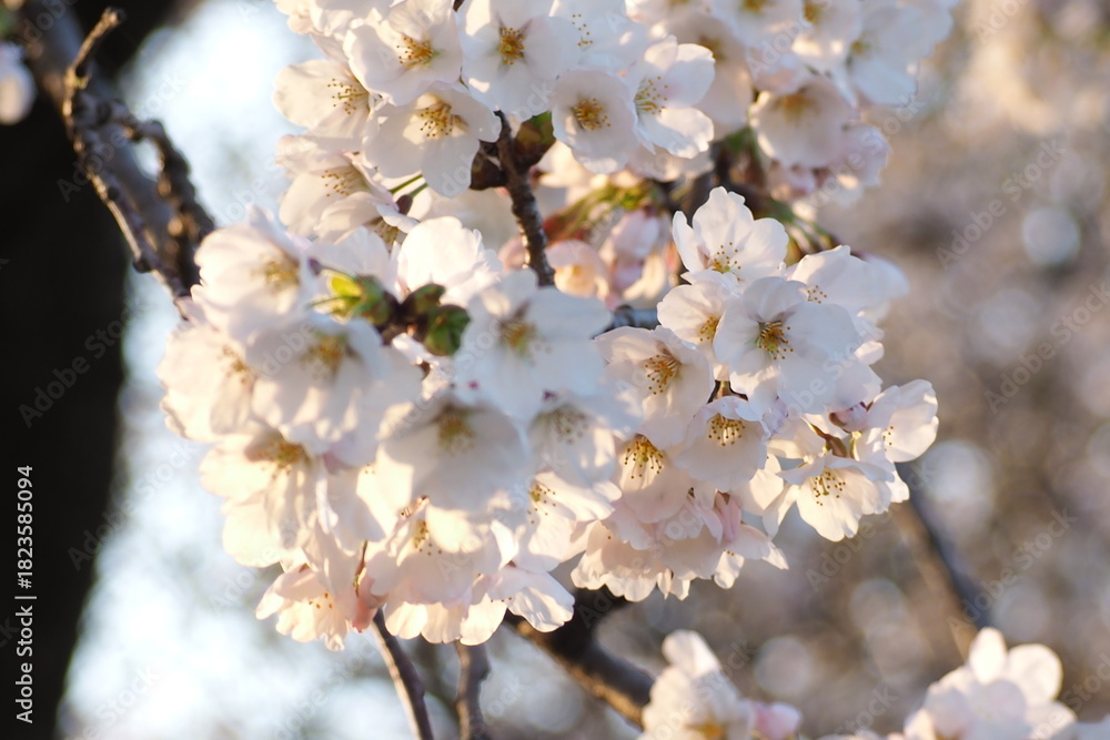 Obraz premium 植物 春 花 夕方