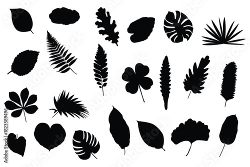 Set of hand-drawn leave silhouette on a white background, nature leaves collection vector illustration, vector icon . Collection of Black Silhouettes of Tropical Leaves and Monstera palm leaf . 