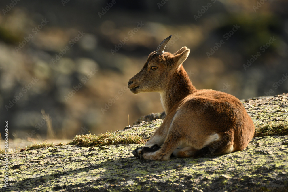 Fototapeta premium cabras en la sierra de gredos en otoño
