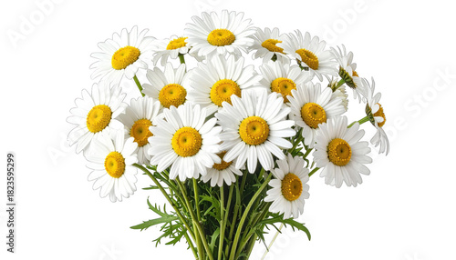 Close-up of a bouquet of white daisies with yellow centers and green stems