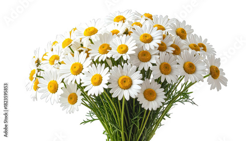 Close-up of a vibrant bouquet of daisies with white petals and yellow centers