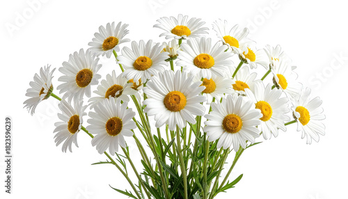 A vibrant bouquet of daisies with white petals and yellow centers