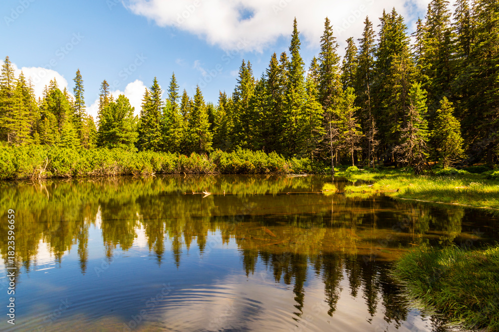 Fototapeta premium Beautiful fir tree forests, pristine glacier lake, rocks and spring flowers in the Transylvanian Alps in summer