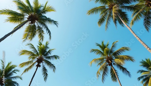 Looking Up at Palm Trees Against a Clear Sky