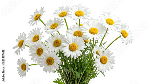 A vibrant bouquet of white and yellow daisies in full bloom against a dark backdrop