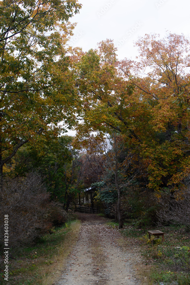 Fototapeta premium 兵庫県・三木市県立公園の秋、紅葉