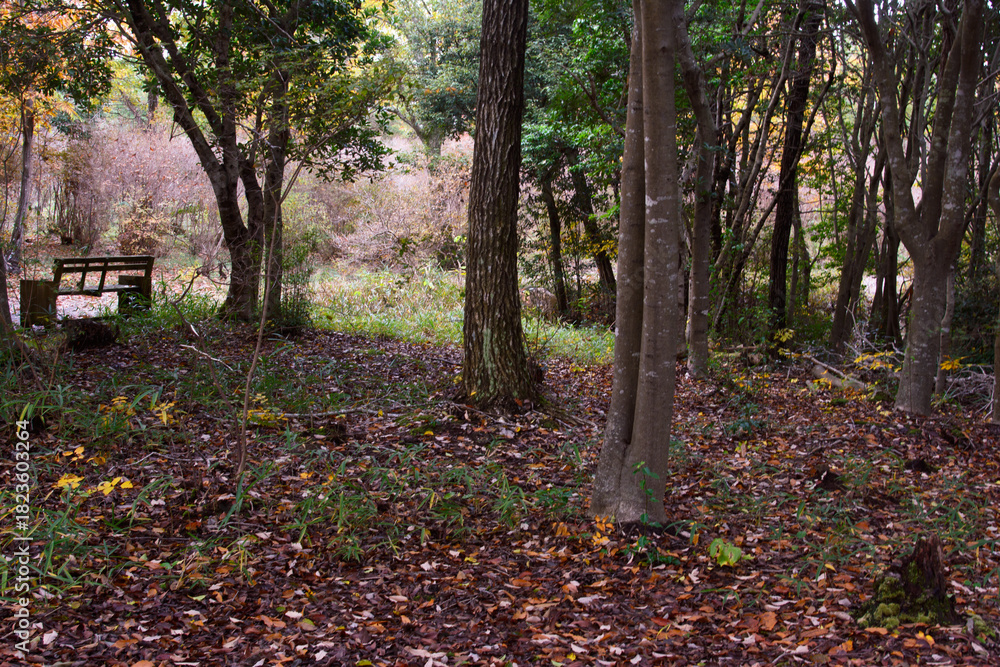 Fototapeta premium 兵庫県・三木市県立公園の秋、紅葉