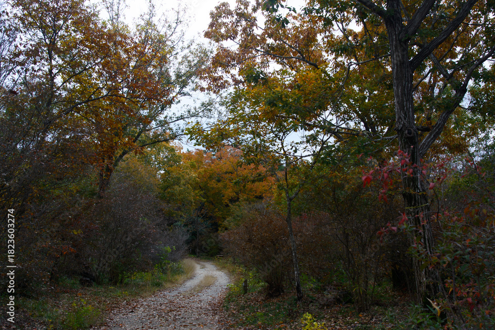 Obraz premium 兵庫県・三木市県立公園の秋、紅葉