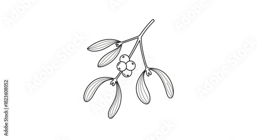 Hand drawn sketch of a mistletoe branch with leaves and berries