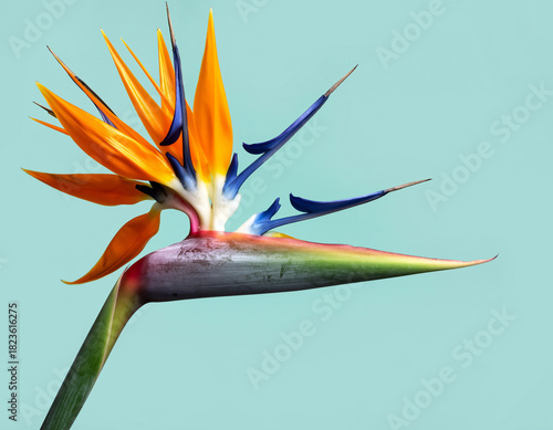 Closeup of a vibrant Bird of Paradise flower with its distinctive orange, blue, and green petals against a pastel teal background.