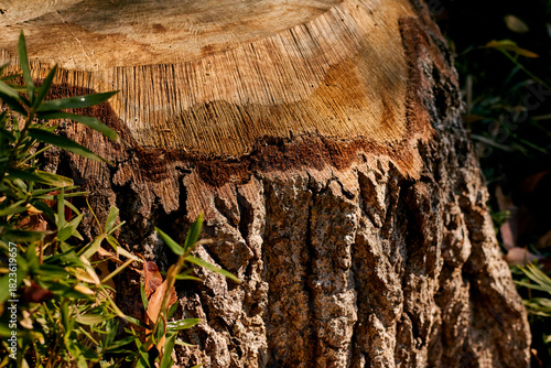 A stump cut down. Tree rings.