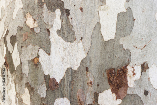 Plane tree, trunk, close up