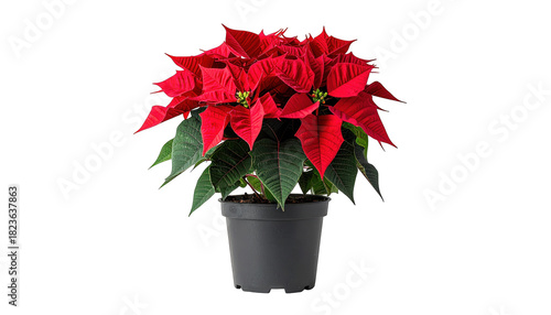 Vibrant red bracts surround small yellow flowers of a potted holiday plant