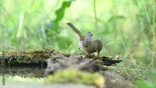 European Robin Erithacus rubecula juvenile robin stands in natural habitat, showing its speckled plumage typical for immature birds. Slow motion.