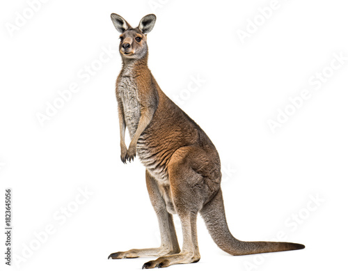 Australian Kangaroo Full Body Isolated White Background
