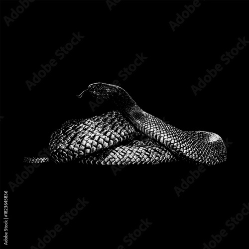 Central Ranges Taipan, coiled with its head raised and tongue flicking. The artwork highlights the snake’s textured scales and poised, alert posture, depicted in a classic vintage engraving style.