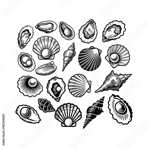 A detailed collection of various seashells, oysters, and pearls illustrated in a vintage engraving style