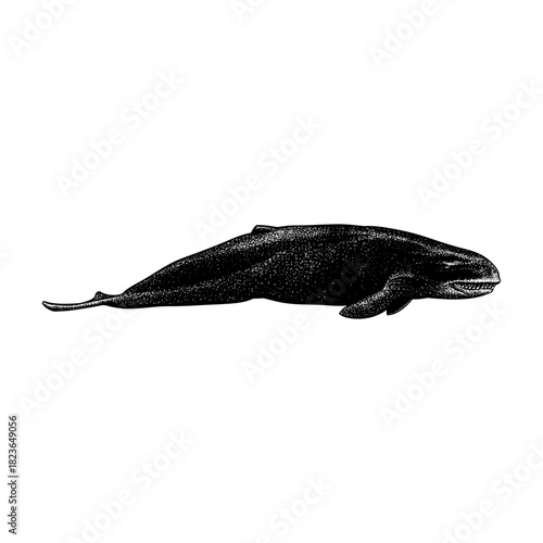 Livyatan, the prehistoric giant sperm whale. The artwork highlights its massive body, powerful jaws, and streamlined shape, rendered in a classic vintage engraving style that emphasizes texture.