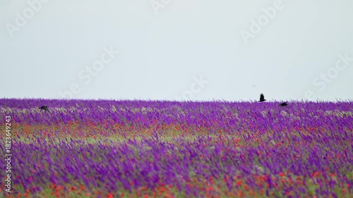 Wild birds take off from a blooming field and fly away. Slow motion. Rook corvus frugilegus.