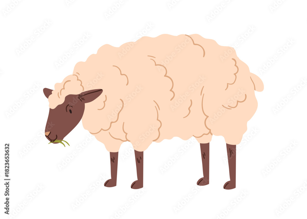 Obraz premium Sheep grazing, eating grass. Woolly fluffy ewe with head down, feeding in countryside. Domestic farm animal, fleecy furry soft livestock. Flat vector illustration isolated on white background