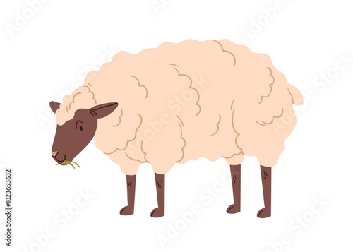 Sheep grazing, eating grass. Woolly fluffy ewe with head down, feeding in countryside. Domestic farm animal, fleecy furry soft livestock. Flat vector illustration isolated on white background