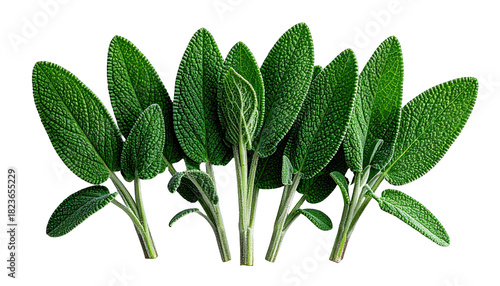 Close-up of vibrant green sage leaves on stems against a black background