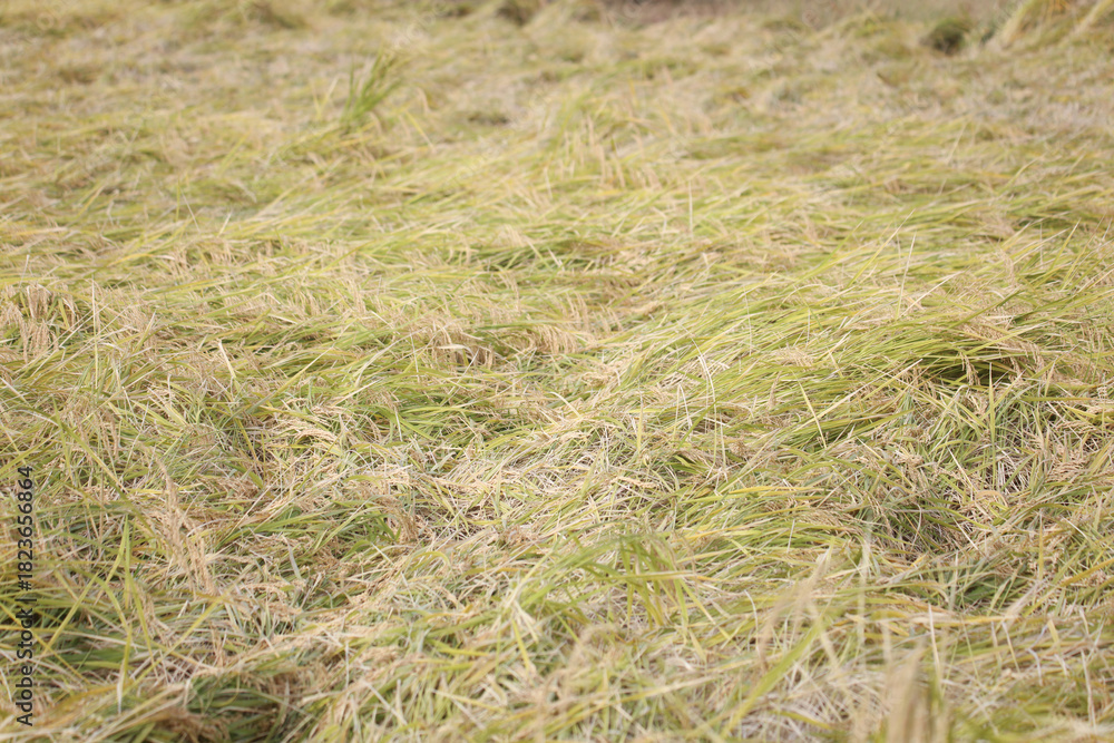 Fototapeta premium 倒れた稲