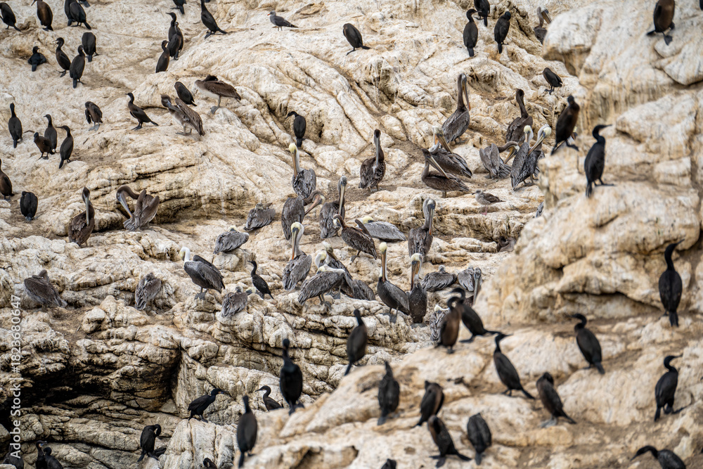 Fototapeta premium Group of Brown Pelicans Resting on Coastal Rocks at Point Lobos, California