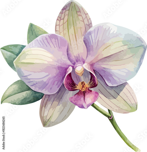 Pink Orchid Flower Botanical Watercolor Vector Illustration
