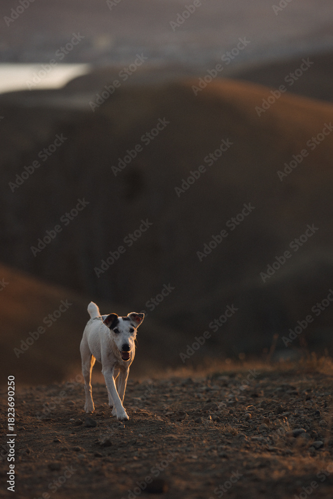 Fototapeta premium The dog is walking in the mountains.